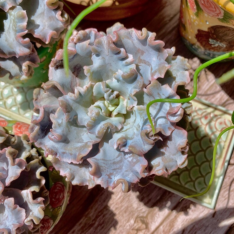 Echeveria 'Crispate Beauty' Single-stemmed Living Plant Approx. 4 inches in Diameter