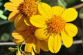 Yellowray Goldfields Seeds – Native Annual Wildflower – Bright Yellow Daisy-Like Flowers – Lasthenia glabrata