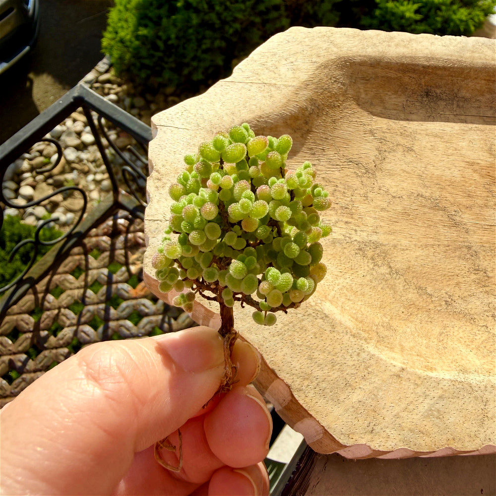 Beautiful Succulent Resemble Candy - Drosanthemum Globosum Cluster 2" - Rare Ice Sugar Ball Plant Mesemb
