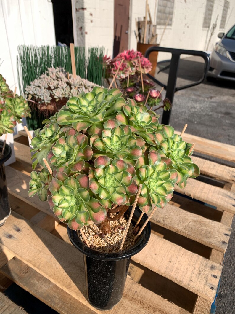 2512-005 Aeonium Arboreum 'Shaohua' - What You See What You Get Live - Boutique Rare Plant