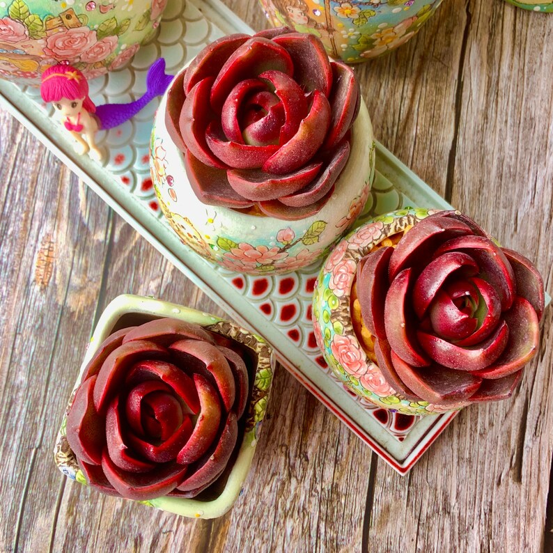 Echeveria 'Red Lantern' Approx. 3"–3.5" in Diameter