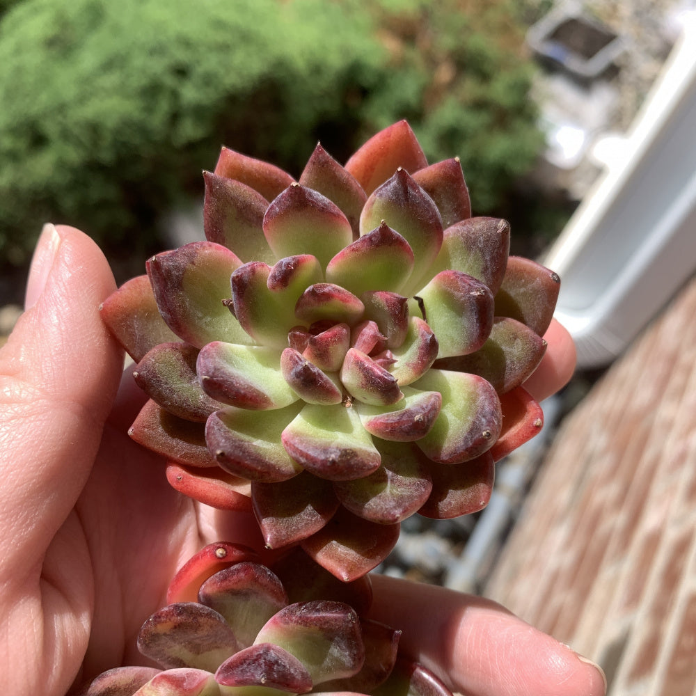 Echeveria ‘SHUTING' - Single Diameter Approx. 2"-2.5"