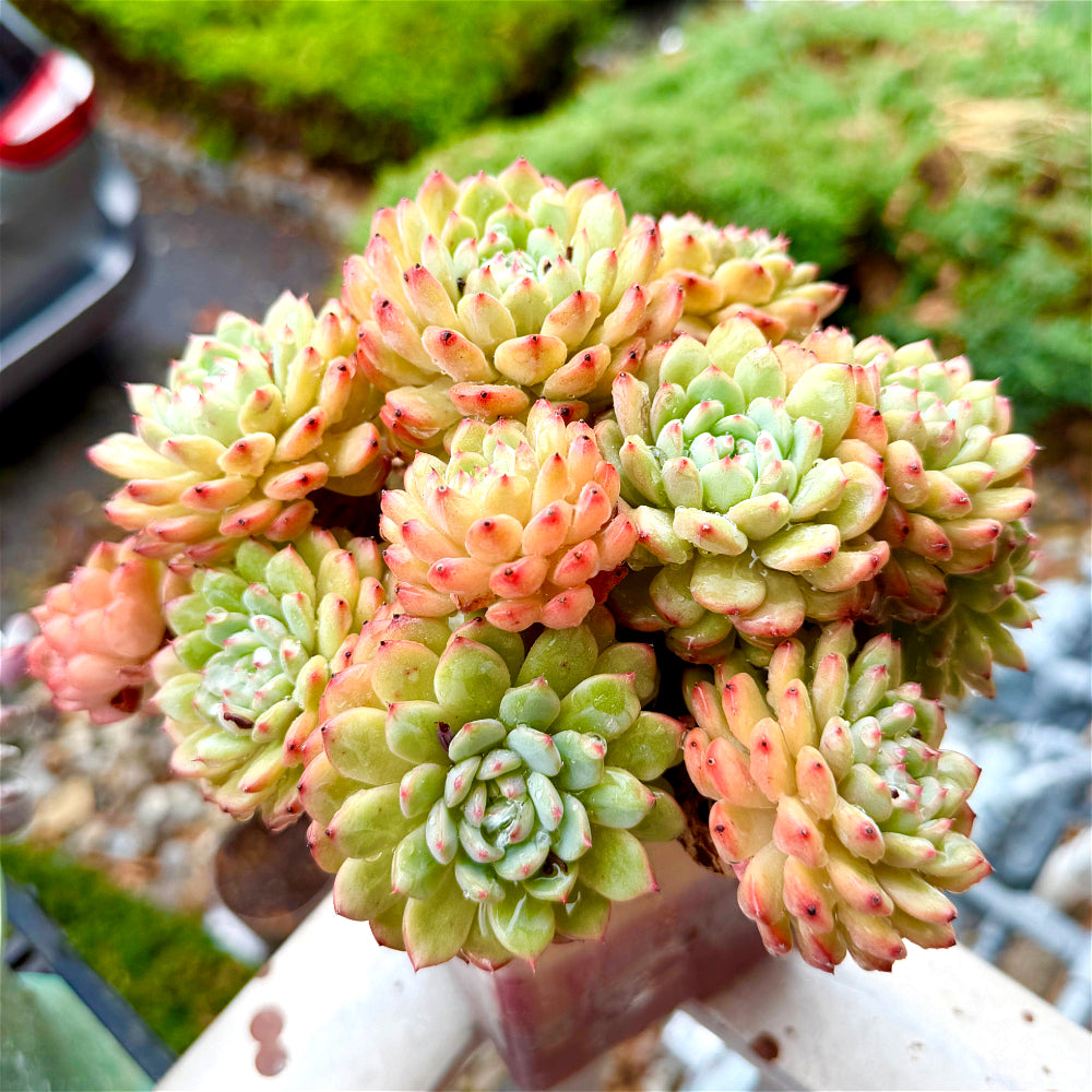 Echeveria 'Hani' 7"-7.5" Collector Succulent - One-of-a-Kind - Exact Plant Shown Rare Live Plant