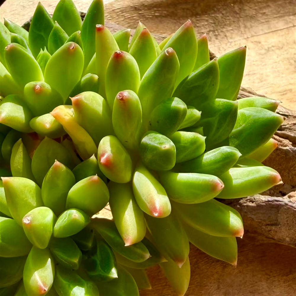 Echeveria 'Oracrium' Cluster 3"-3.5" Across - Sought-after Rare Succulent Live Plant