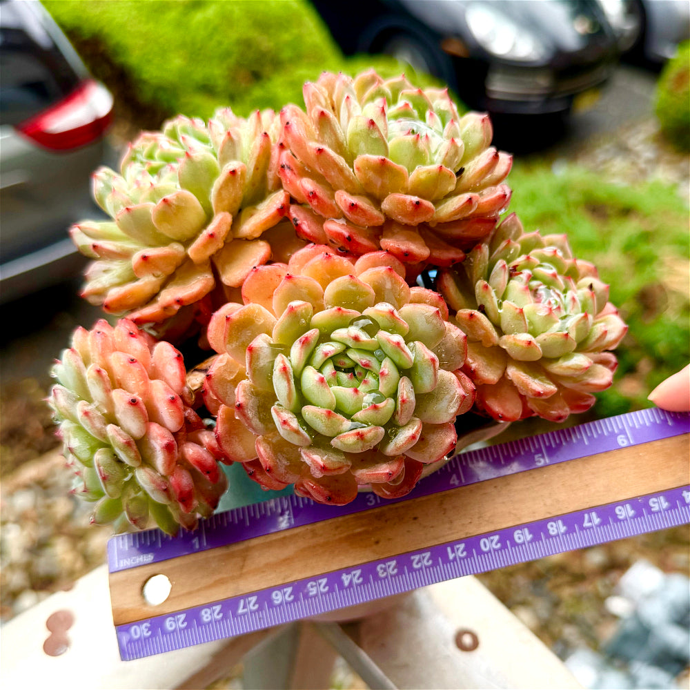 Echeveria 'Hani' - 6" Rare Live Succulent Exact Plant Shown - 1-of-1 Collector Plant - WYSIWYG Only One Available
