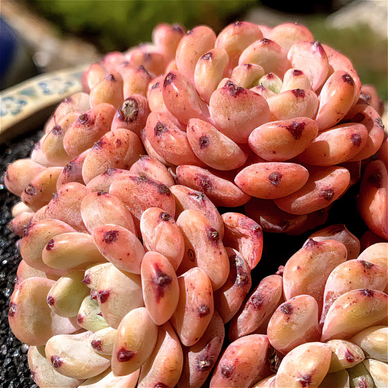 Exact Plant - Echeveria 'Viyant' Rare Succulent 1 of 1 - WYSIWYG Live Plant Approx. 5" in Diameter