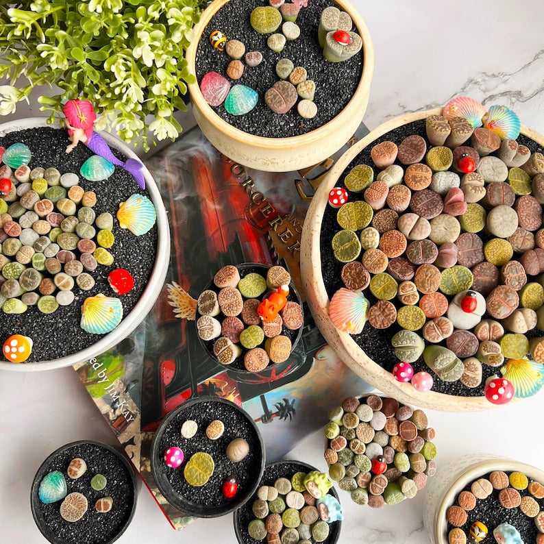 [Subscription Box 🎁✨] Boutique Small Lithops Random DIY Mix Rare Live Plants