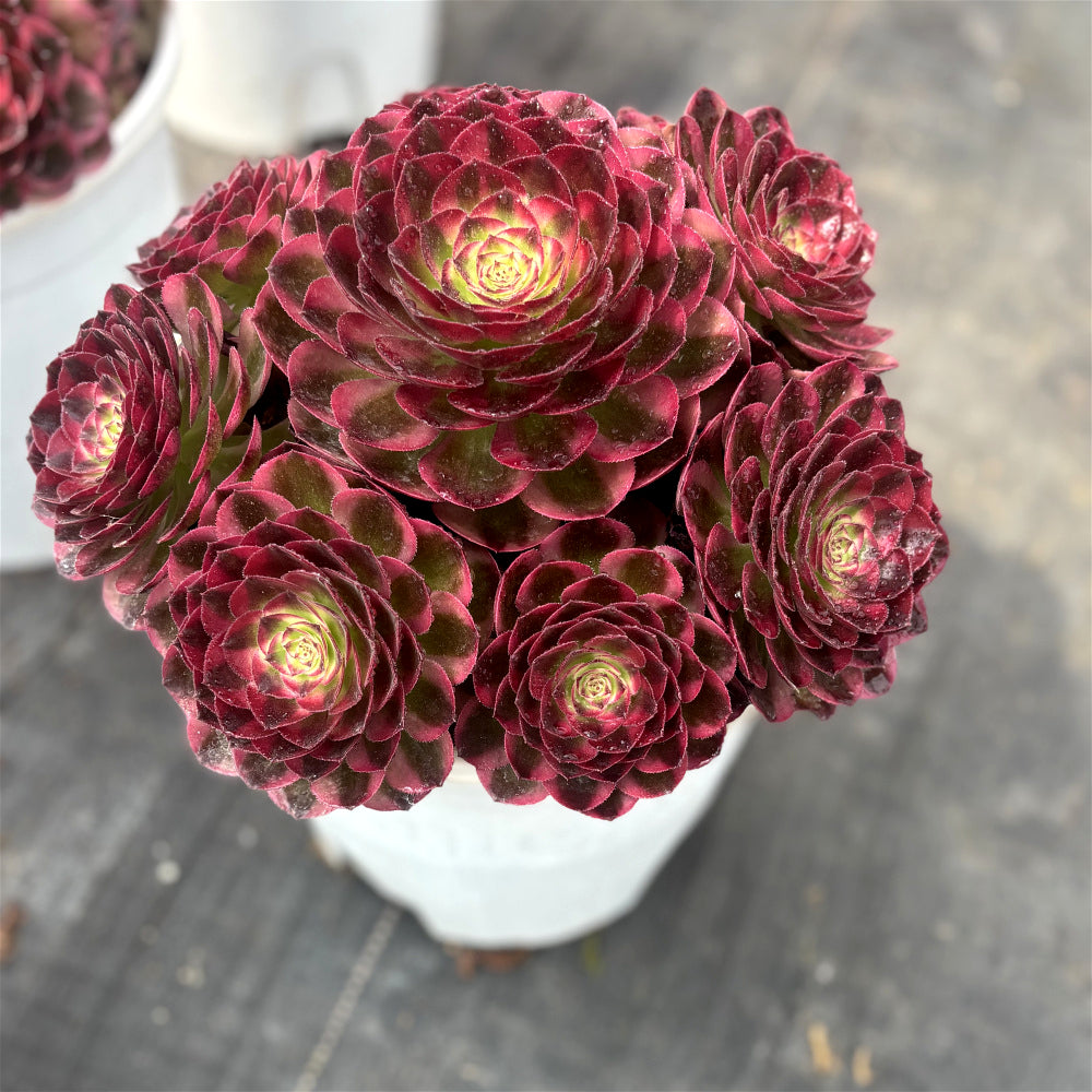 Aeonium 'Great Fortune' Variegata - Extra-Large 8"-10" Diameter - Striking Succulent Mature Shrublet Plant - Famous For Temperature-Driven Color Rosette
