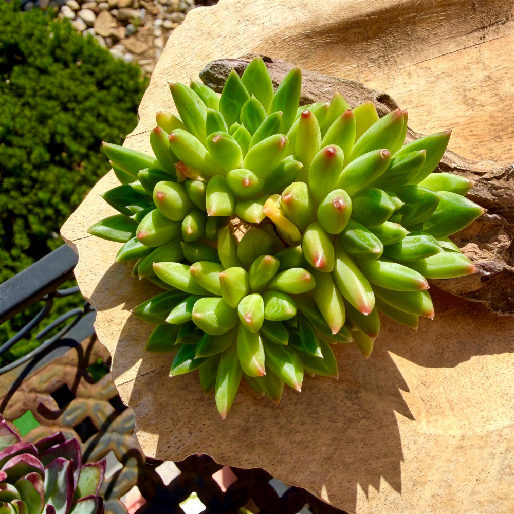 Echeveria 'Oracrium' Cluster 3"-3.5" Across - Sought-after Rare Succulent Live Plant