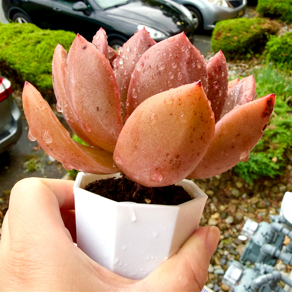Rare Echeveria 'Wine Champagne' 4.5"-5" Boutique Succulent - 1 of 1 WYSIWYG Live Plant - Exact Plant Shown