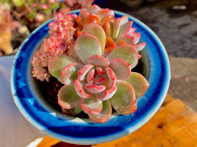 Boutique Echeveria ‘Orange Monroe’ Live Succulent | Rare Character Natural Form Succulent Plant | WYSIWYG | Bare Root Cluster Survive 2512-049