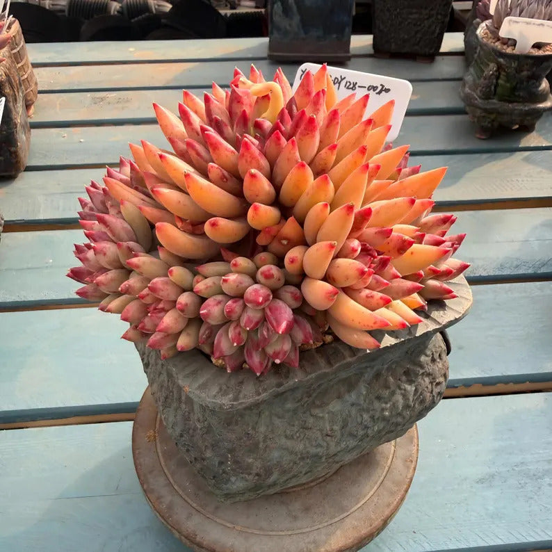 4-years Stage Rare Succulent No. EDY128-0020, Echeveria  ’Pink Cherry' Gen 2, Boutique 4.3" Big WYSIWYG Living Succulent
