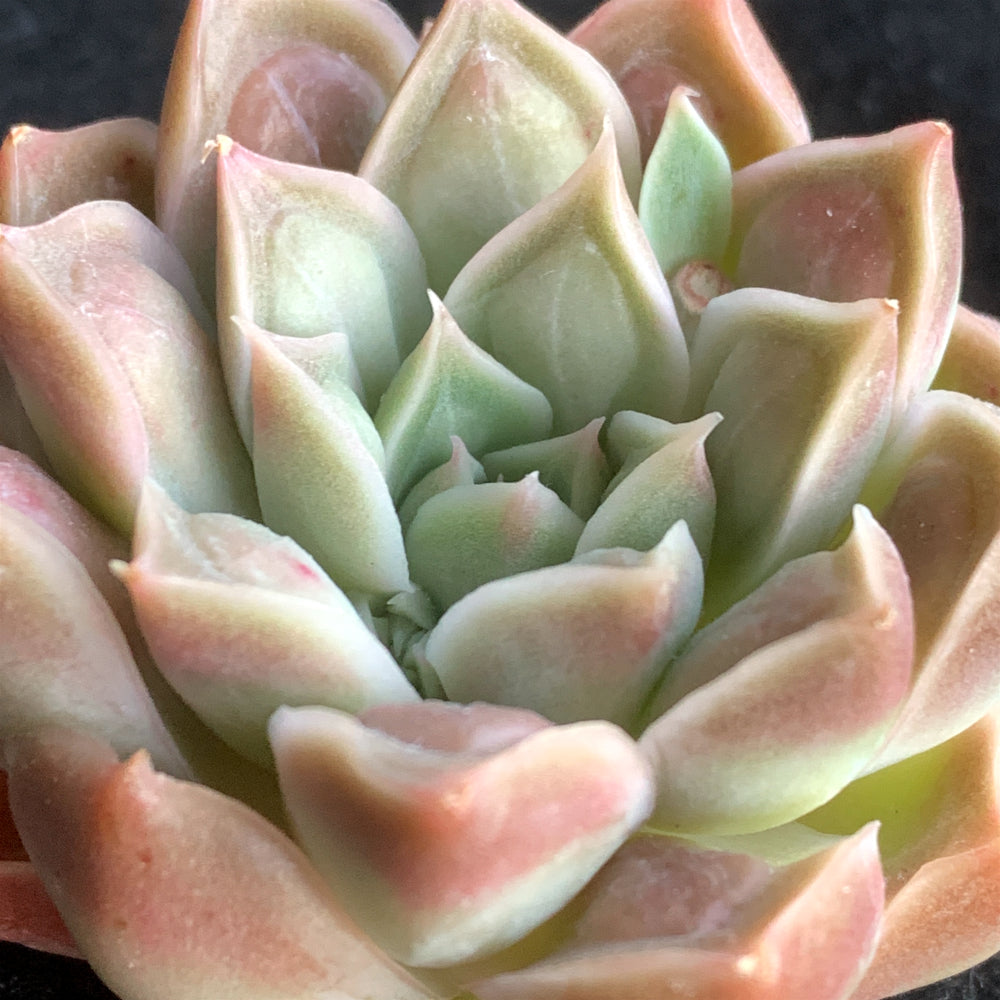 Father's Day Gift: Echeveria 'Doctor Strange' - Rare Succulent Highly Sought-after - Rewarding Plant Add a Striking "Alien" Look