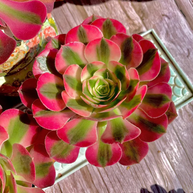 Aeonium 'Pink Witch' - Sought-after Colorful Addition to Collection