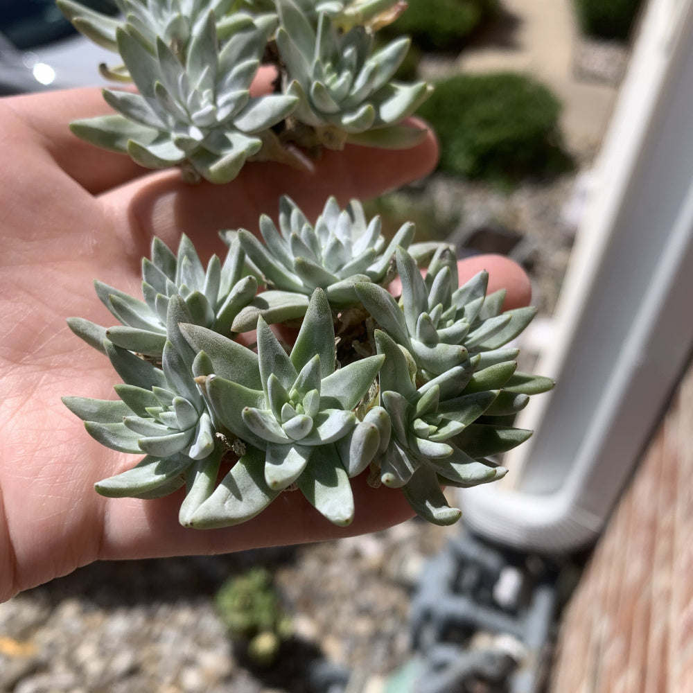 Dudleya gnoma S.W.McCabe - Single Diameter Approx. 2"-2.5"