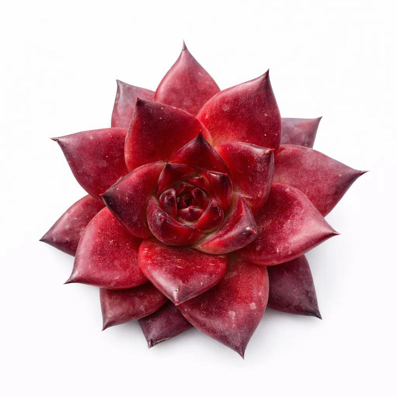 Echeveria Agavoides v. ‘Romeo Rubin’ Single-stemmed Succulent Living Approx. 3–3.5 inches Across