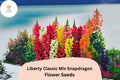 Antirrhinum majus Liberty Classic Mix Snapdragon Seeds – 1000+ Vibrant Blooms for Garden & Cut Flowers