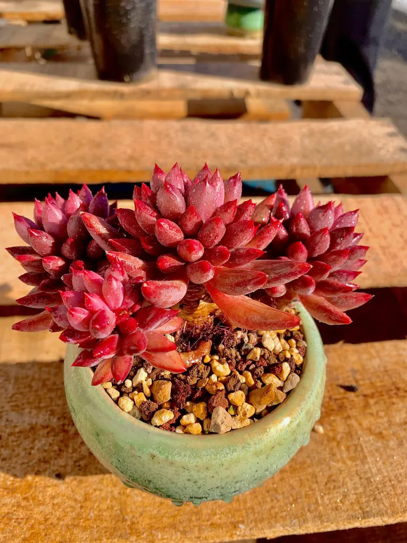2512-016 Echeveria 'Cherry' - What You See is What You Get Living Plant- Boutique Rare Succulents