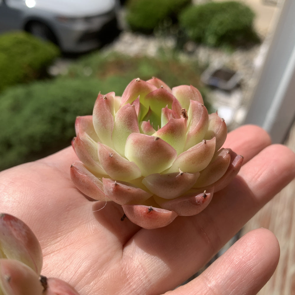 Echeveria 'Dreamlike Nebula' - Single Diameter Approx. 2"-2.5"