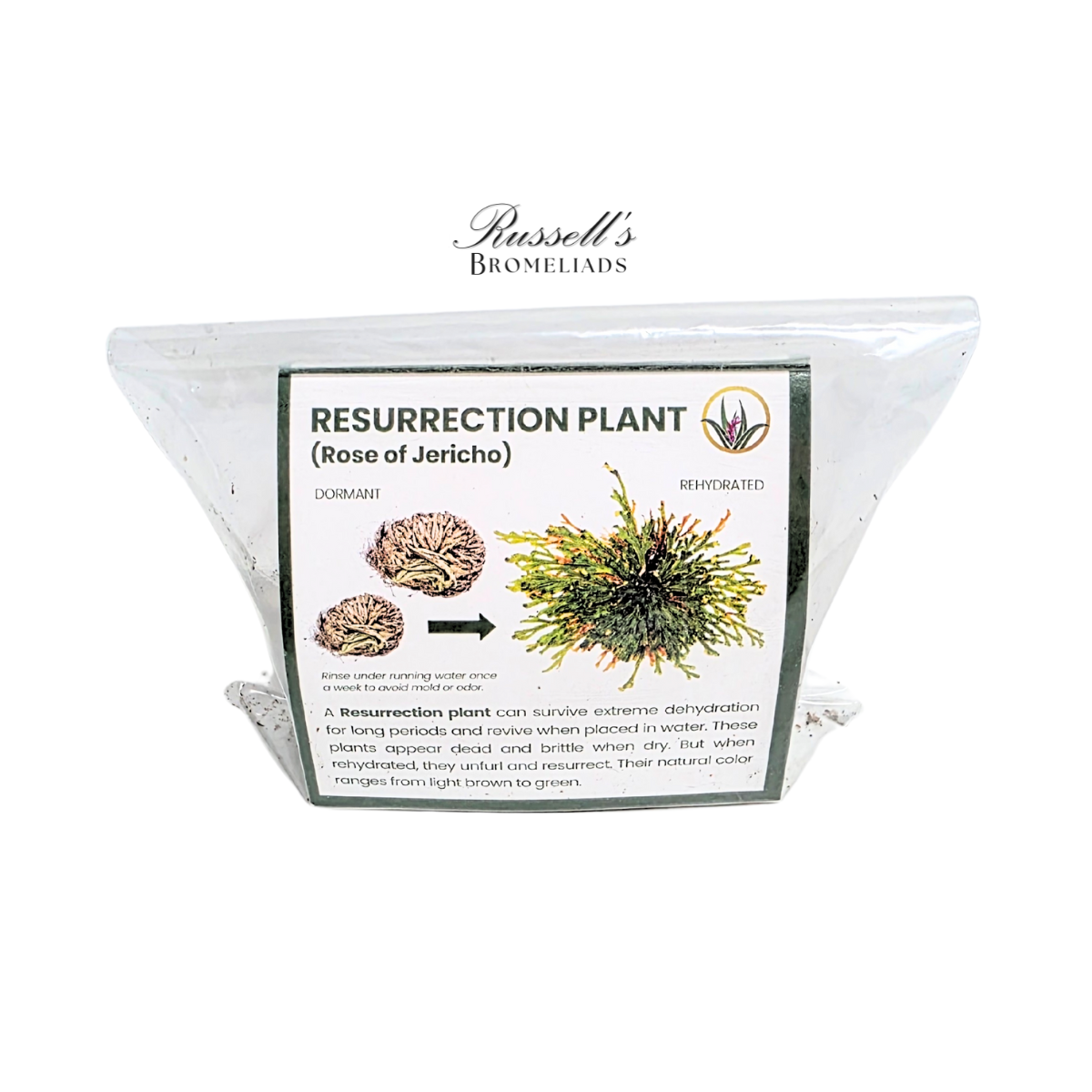 Resurrection Plant
