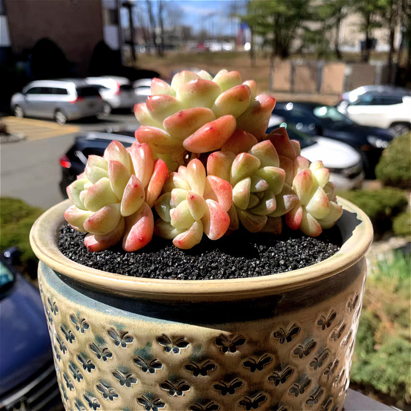 Exact Plant - Rare Echeveria 'Ice Green' - WYSIWYG Live Succulent 1 of 1
