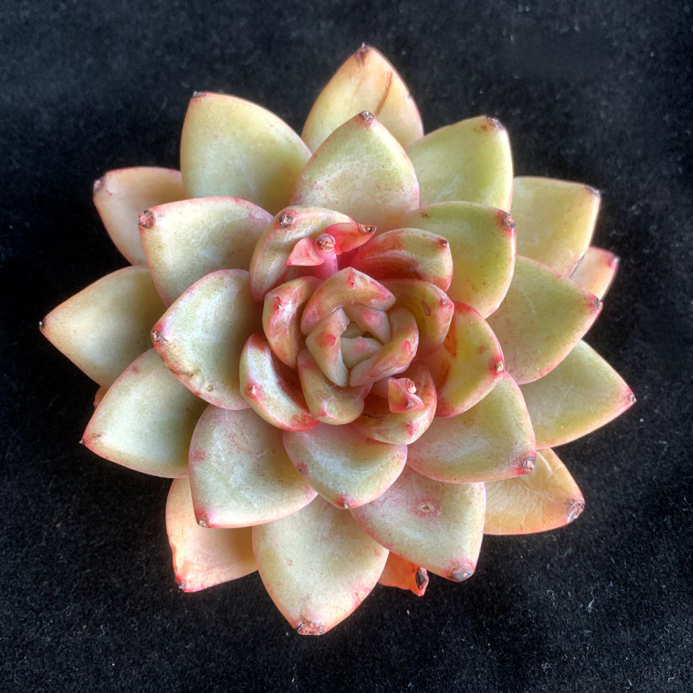 Popular Home Decor Plant - Echeveria 'German Champagne' - Easy-care Drought-tolerant Succulent