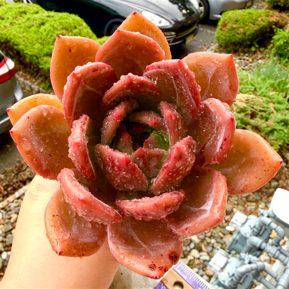 Rare Echeveria 'Wine Champagne' 4.5"-5" Boutique Succulent - 1 of 1 WYSIWYG Live Plant - Exact Plant Shown