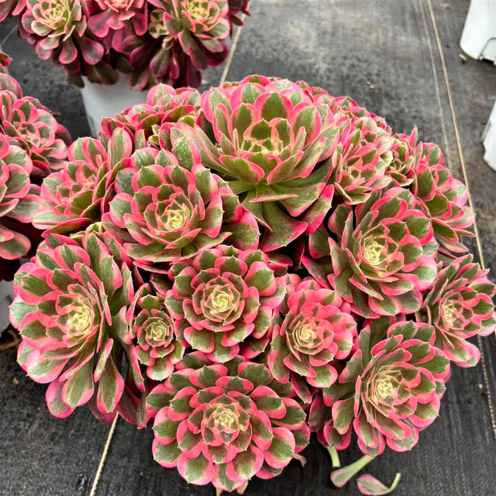 Aeonium 'Pink Lady' - Extra-Large Approx. 12" - Known For Its Watercolor-like Rosettes