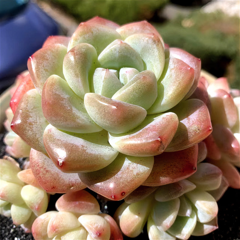 Exact Plant - Rare Echeveria 'Ice Green' - WYSIWYG Live Succulent 1 of 1