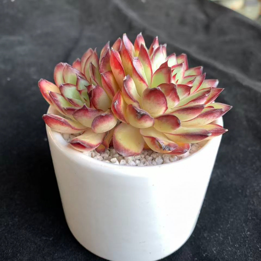 Echeveria 'Crimson Flame'