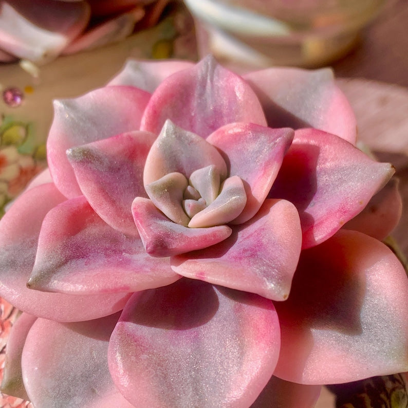 Popular Succulent - Graptoveria 'Debbie' Variegated - As a Beginner-friendly Drought-tolerant Plant
