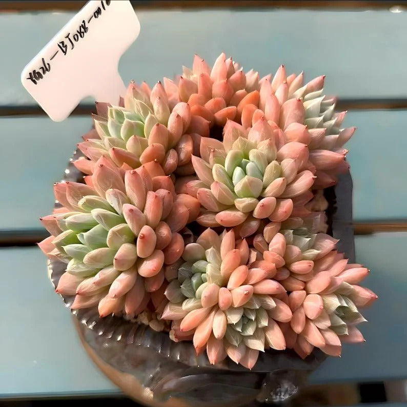 4-year-old Rare Succulent -- Only One Available No.: BJ088-0016 -【Echeveria 'White Mirror'】Large Live  Succulent Exact Plant Shown
