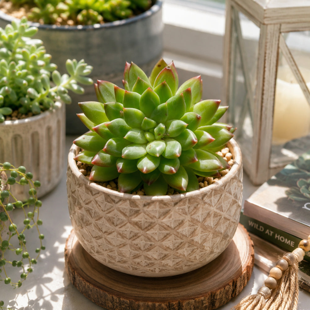 Echeveria 'Oracrium' - Single Diameter Approx. 2"-2.5"