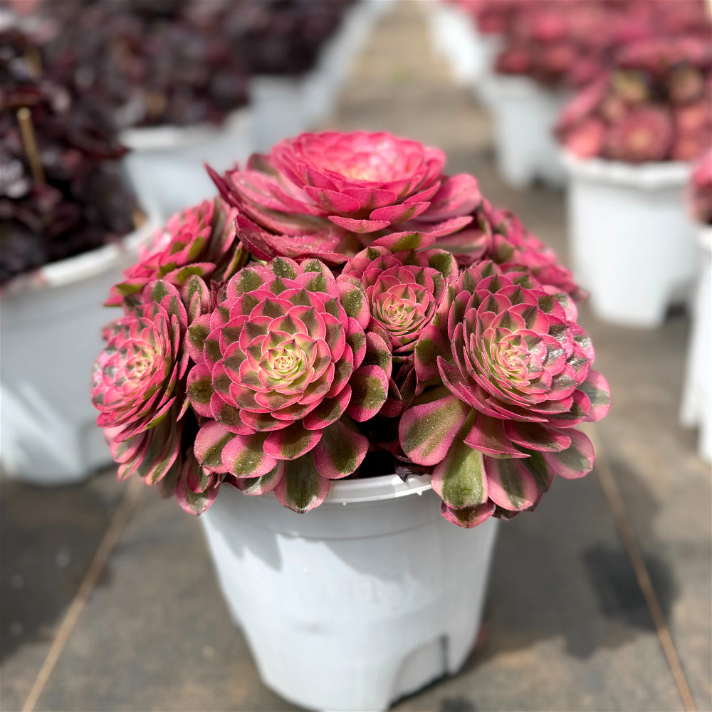 Aeonium 'Lychee' Variegata - Highly Sought-After by Collectors - Extra-Large 8"-10" Candy-like Rosette Mature  Succulent