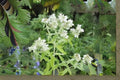 Mountain Mint Herb Seeds – Perennial Pollinator Plant, Non-GMO, Fragrant Pycnanthemum spp., 30 mg Seed Pack