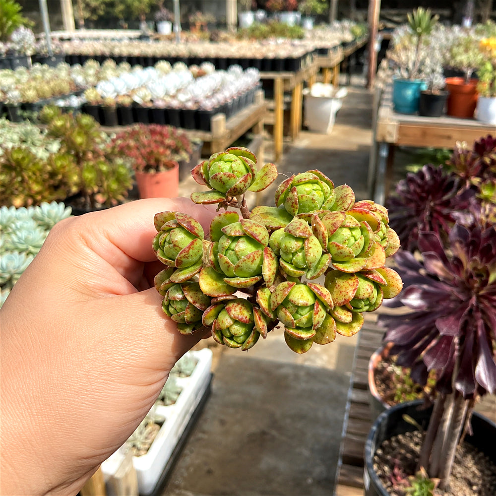 Aeonium 'Saundersii Pinheads' Variegata ~2"-2.5" Cluster Rosettes Rare Succulent Live Plant