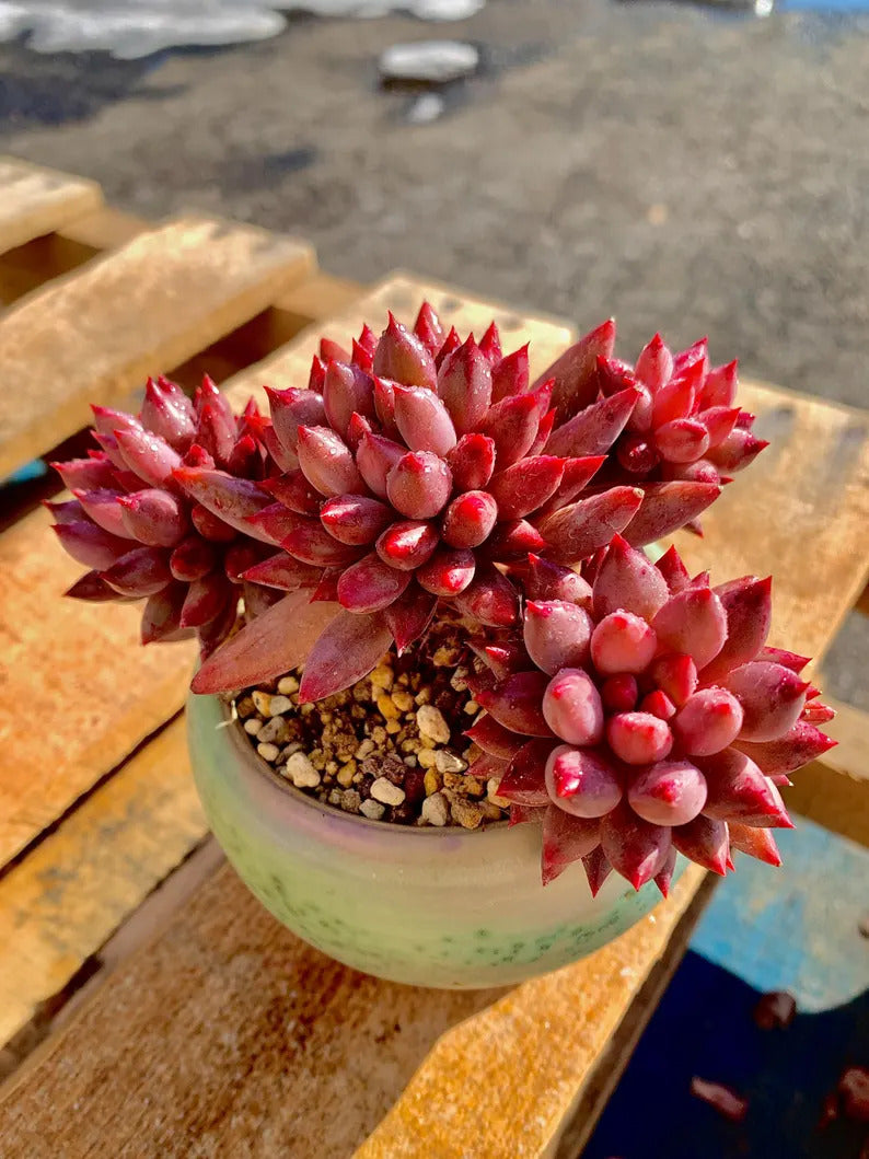 2512-016 Echeveria 'Cherry' - What You See is What You Get Living Plant- Boutique Rare Succulents