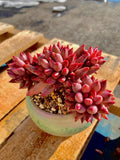 2512-016 Echeveria 'Cherry' - What You See is What You Get Living Plant- Boutique Rare Succulents