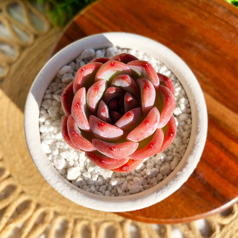 Echeveria 'Strawberry Almond' Succulent - Rare Pink Live Plant