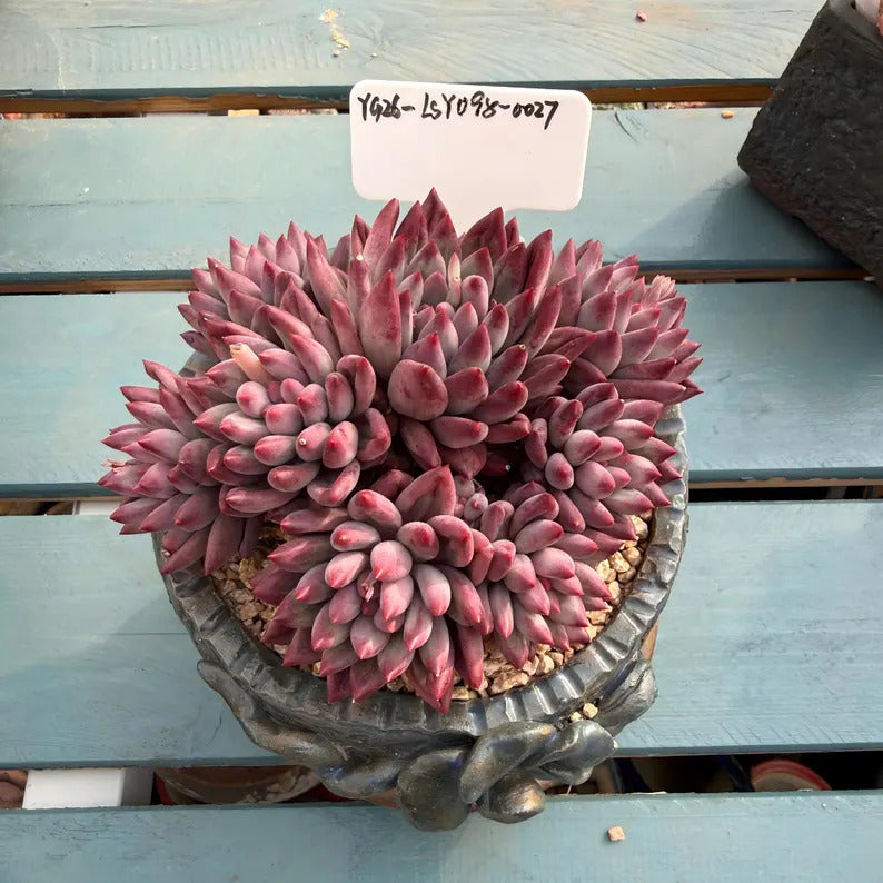 4-Year-Old Rare Echeveria 'Pink Cherry' Succulent 4.5-inch Mature Plant No. LSY098-0027