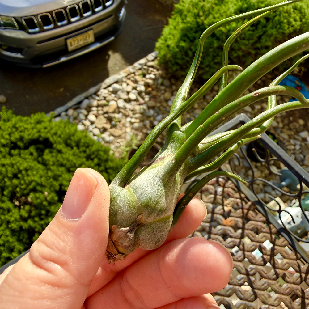 Tillandsia Bulbosa - Optional With Photo Frame