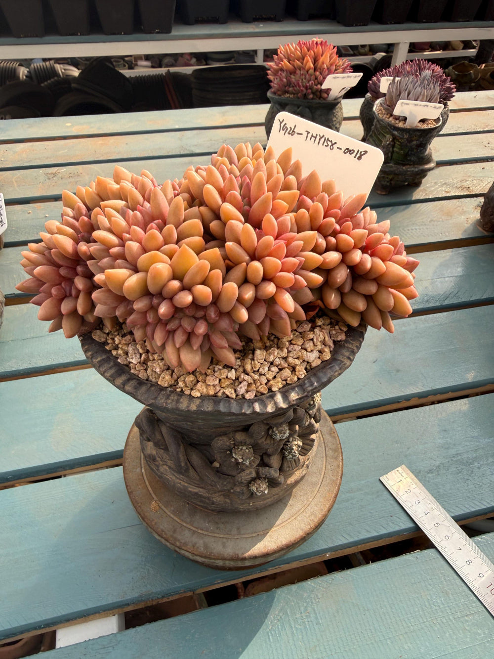 THY158-0018 Rare Echeveria 'Peach Blossom Spring' – Exact Plant Shown Live Collector Succulent – One of a Kind