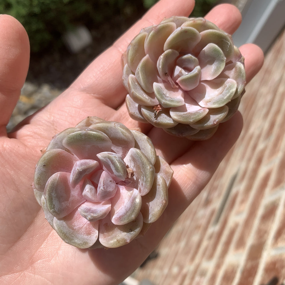 Echeveria 'Teddy Bear Burger' - Single Diameter Approx. 2"-2.5"
