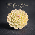 [Mother's Day Gift] Rare Delicate Jelly-like Succulent - Echeveria 'Strawberry Ice' Variegata - Drought-tolerant Hybrid Plant Pot