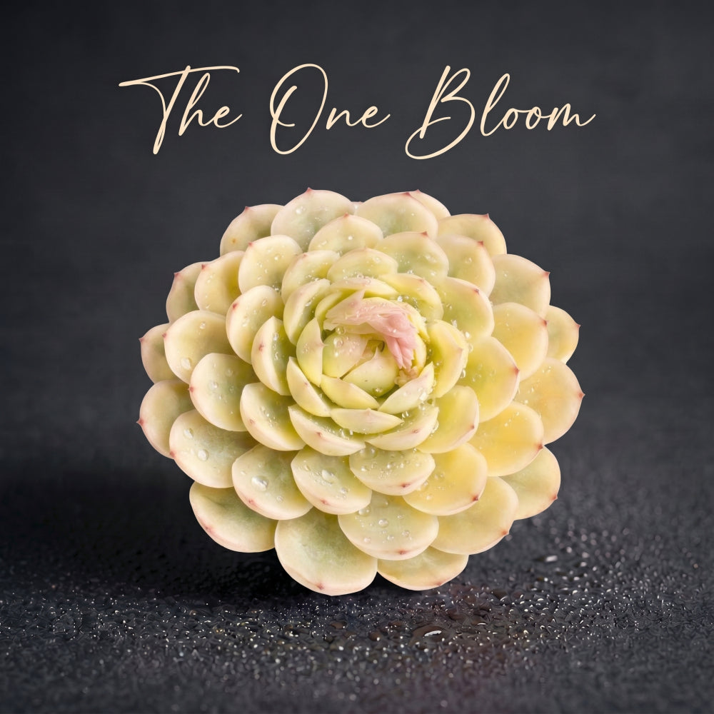 [Mother's Day Gift] Rare Delicate Jelly-like Succulent - Echeveria 'Strawberry Ice' Variegata - Drought-tolerant Hybrid Plant Pot