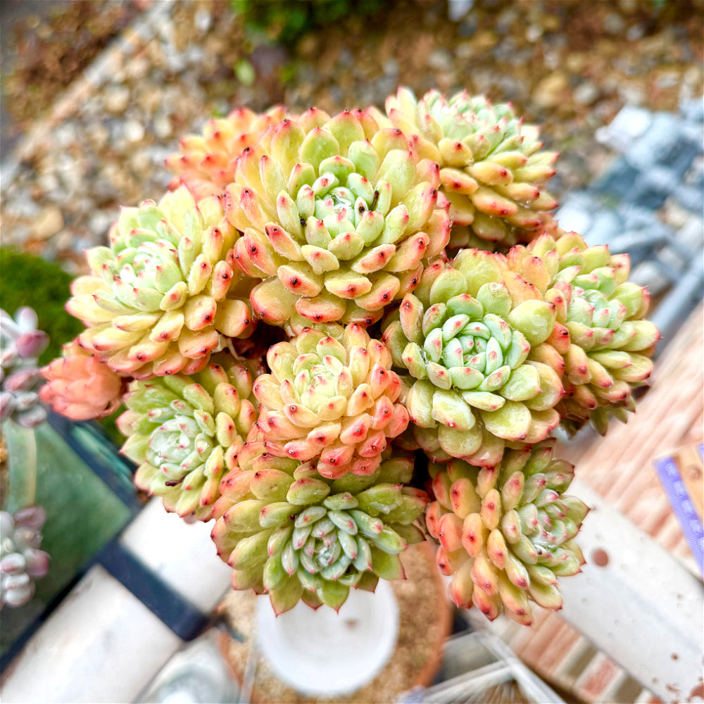 Echeveria 'Hani' 7"-7.5" Collector Succulent - One-of-a-Kind - Exact Plant Shown Rare Live Plant