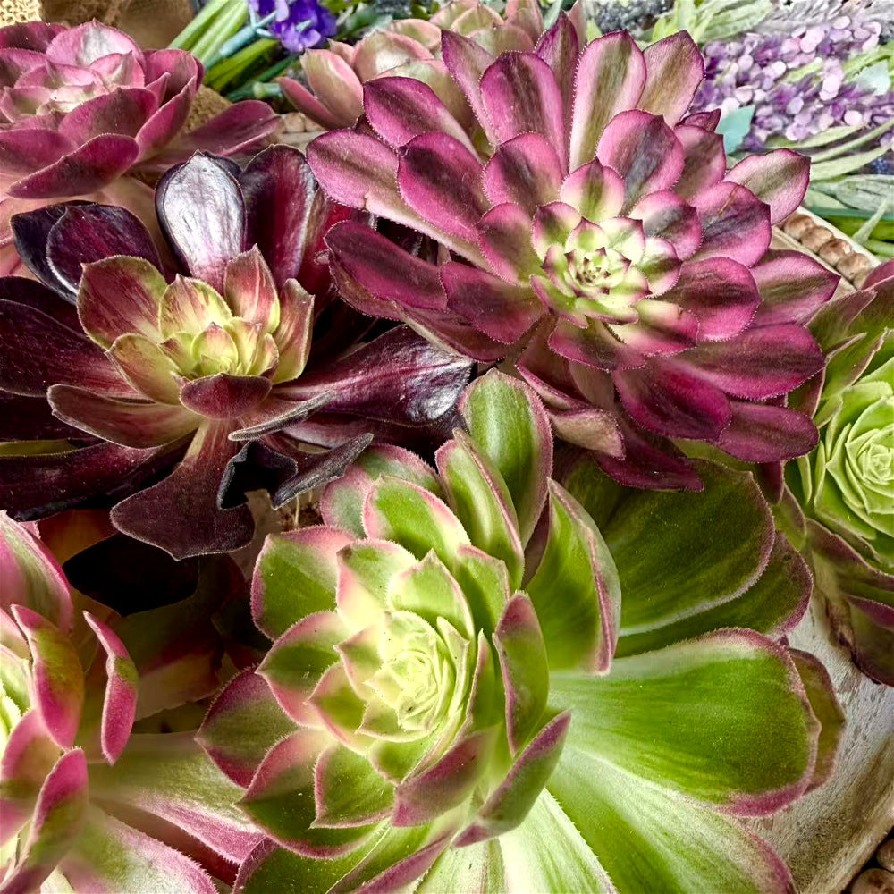 6-PCS Premium Assorted Aeonium Cutting Live Plant Set - Mix Plants Random Succulents