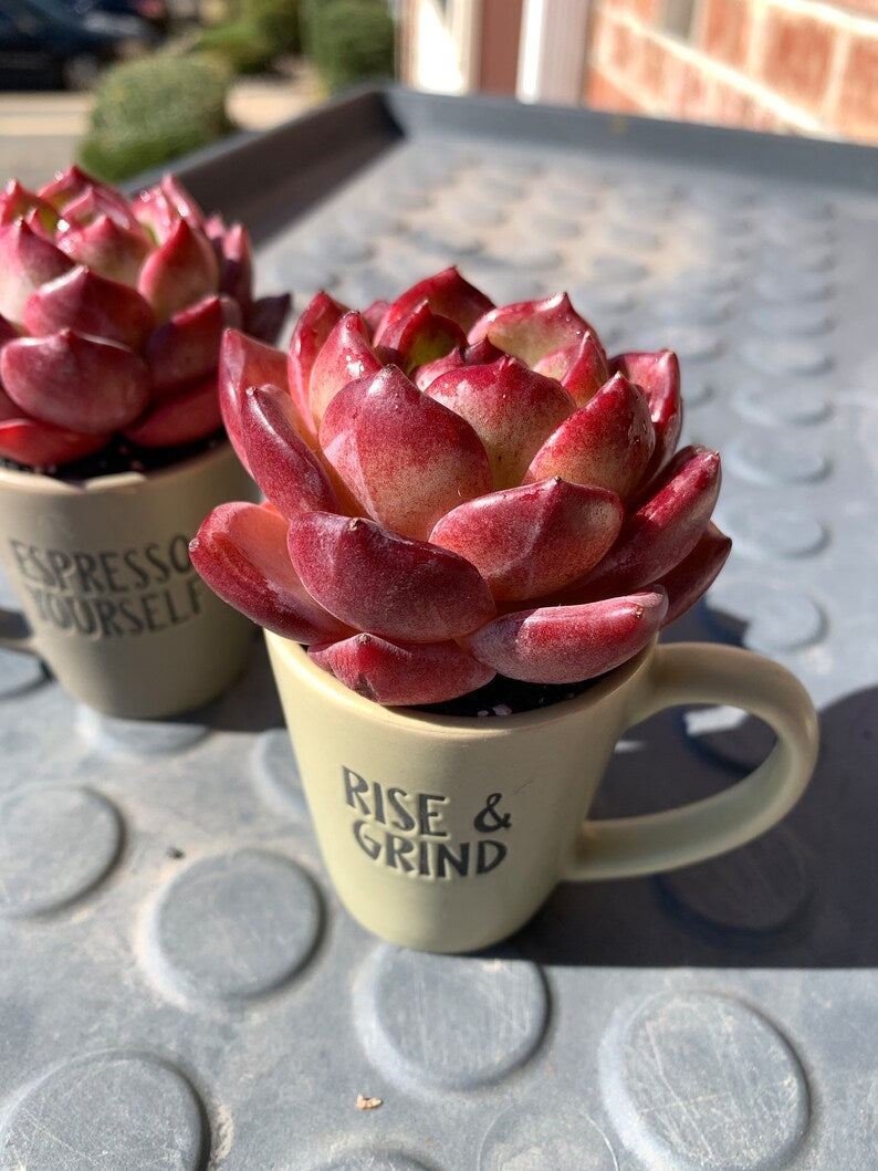 Rare Delicate Succulent - Echeveria 'Love Bird' - Popular Among Collectors For Vibrant Color