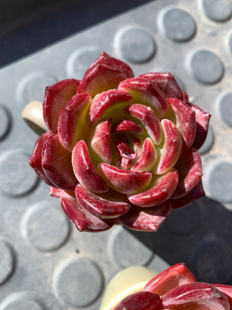 Rare Delicate Succulent - Echeveria 'Love Bird' - Popular Among Collectors For Vibrant Color