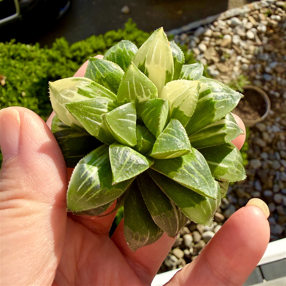 Haworthia 'Heidelbergensis' ~3" Diameter Preferred Succulent Live Plant